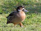 Bronze-Winged Duck (WWT Slimbridge April 2013) - pic by Nigel Key